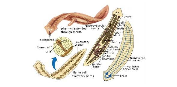  Can You Name Different Types Of Bilateria Flatworms Flashcards